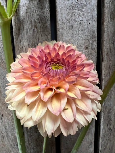 Beginners Garden - Dahlia Pack