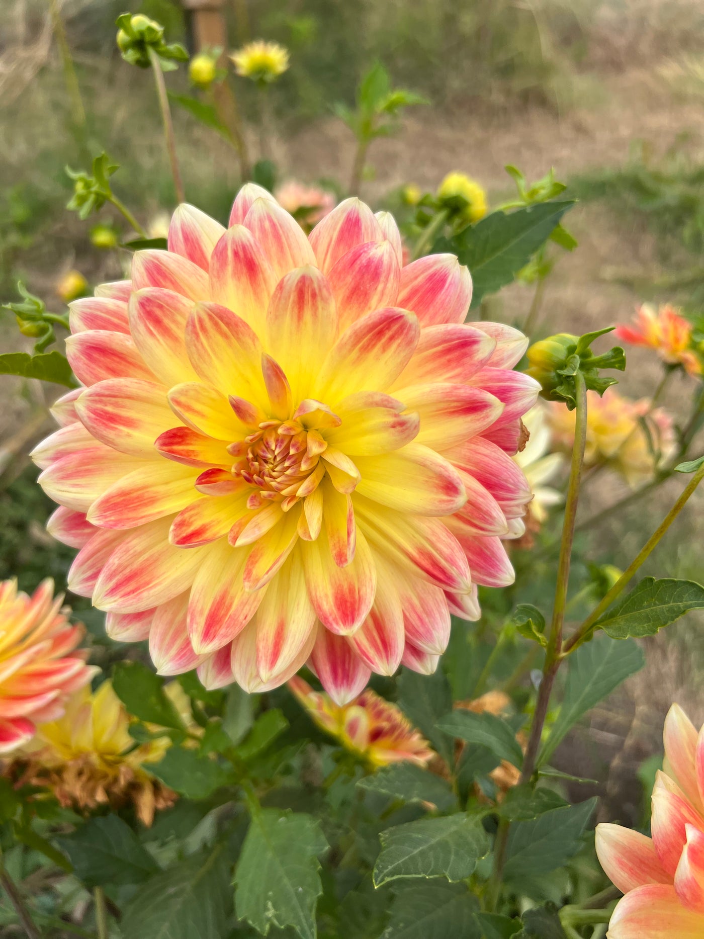 Beginners Garden - Dahlia Pack