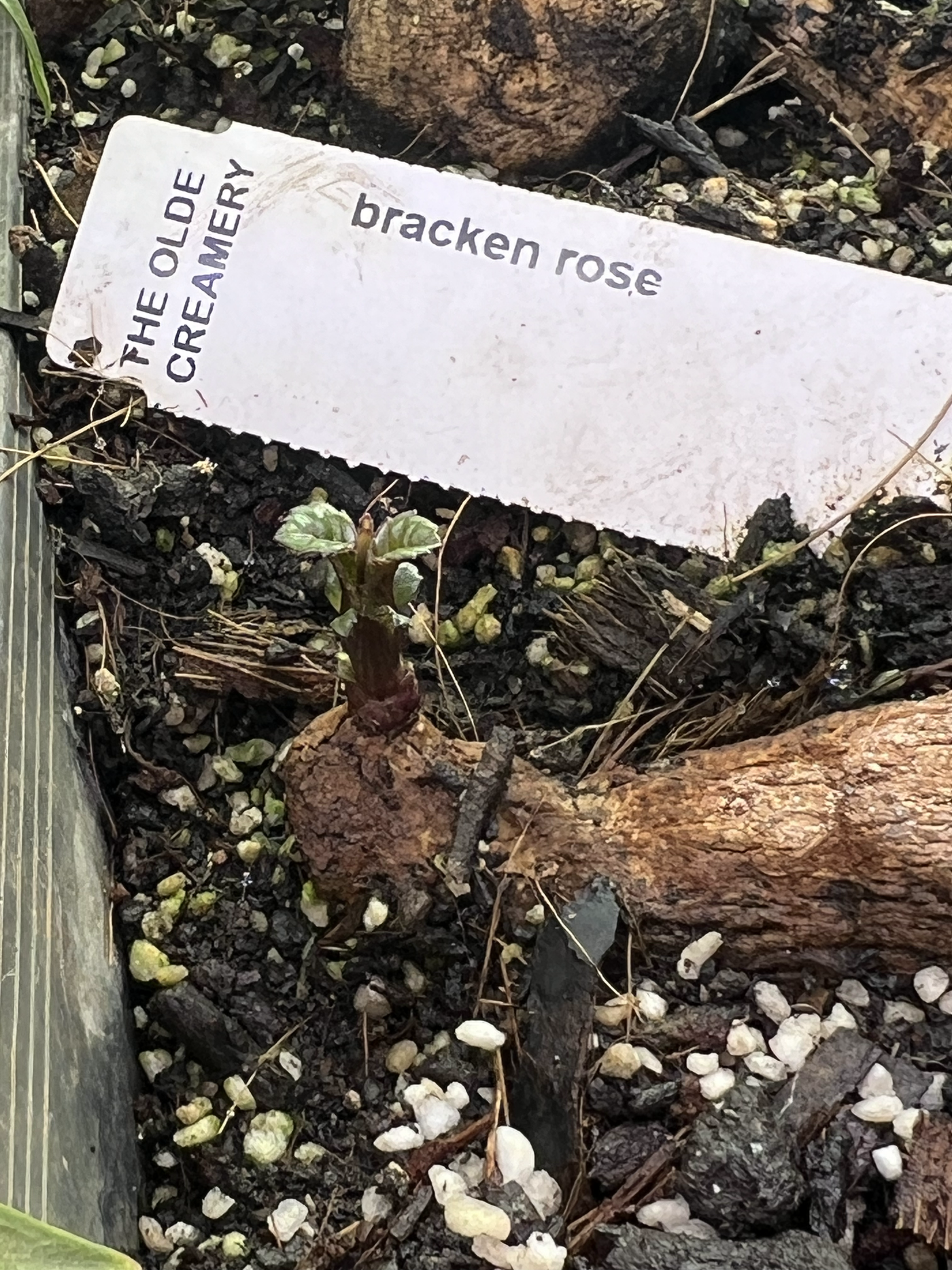 Bracken Rose (Aus version) - (Coming 2026)