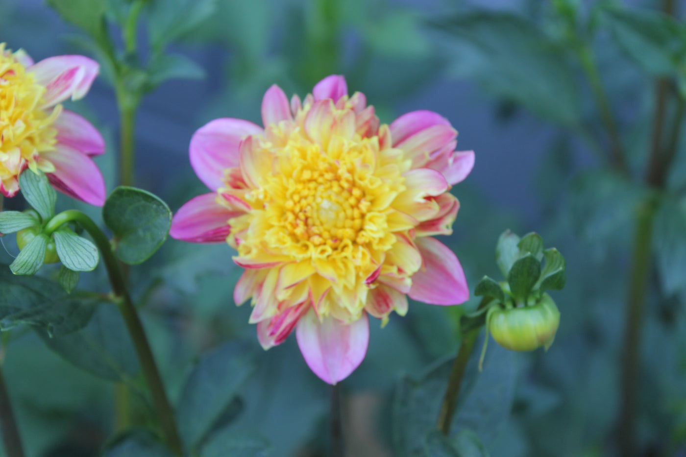 Araluen Beauty