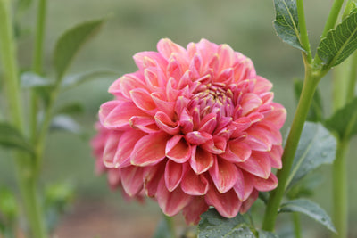 Florelie Quince