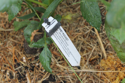 Tag-Lock Stakes