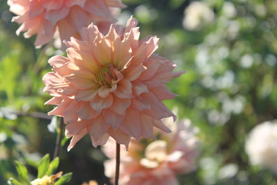 Pale Sunset