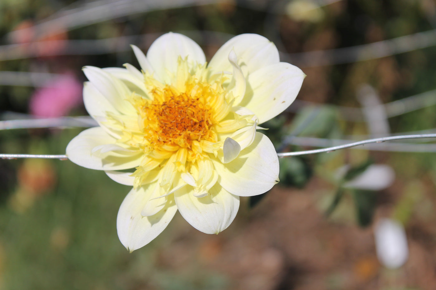 April Star