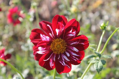 April Portwine