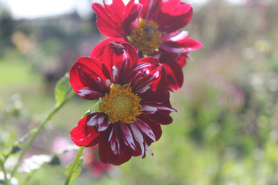 April Portwine