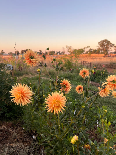 Sunburst