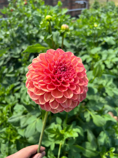 Terracotta