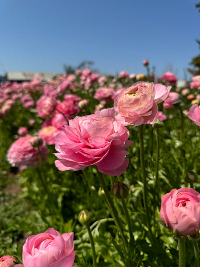 Ranunculus  - Pack of 5 Corms