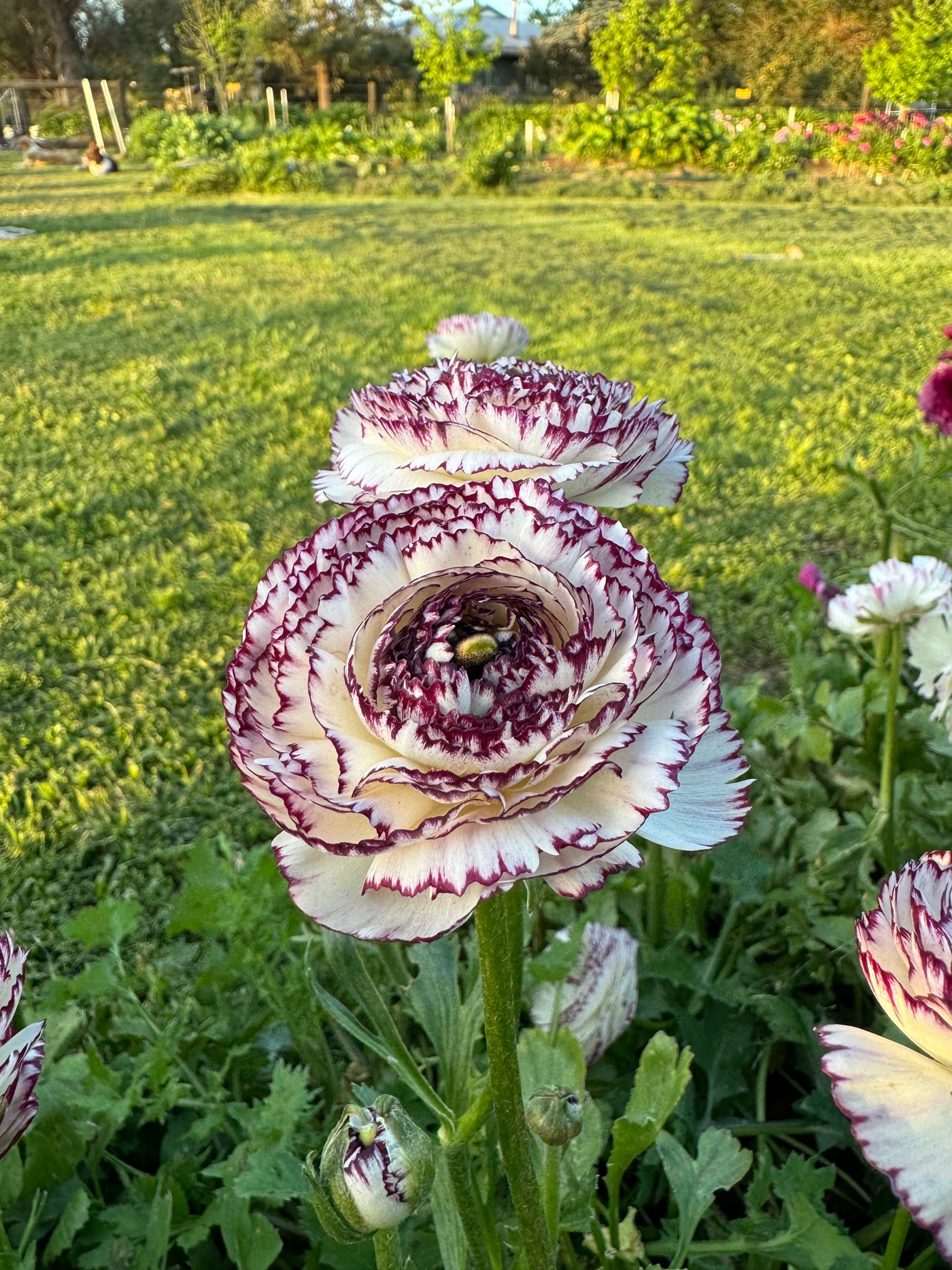 Ranunculus  - Pack of 5 Corms