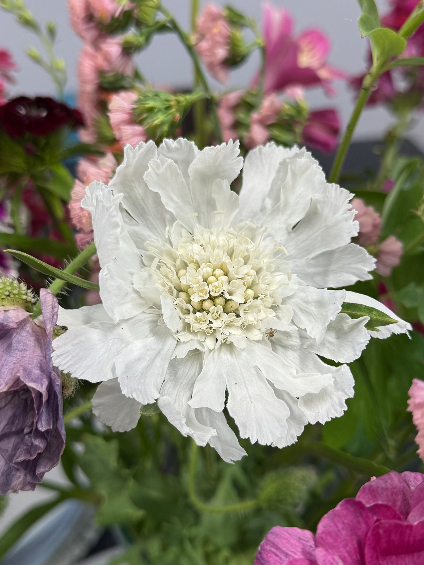 Scabiosa Fama White Perennial Flower  X 15 Seeds