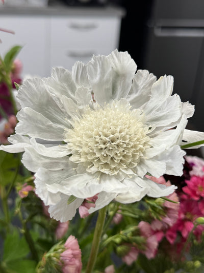 Scabiosa Fama White Perennial Flower  X 15 Seeds