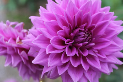 Dahlia's For Beginners - Online Workshop