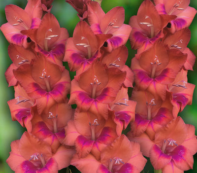 GLADIOLI 'LUCKY LIPS' - NEW RELEASE