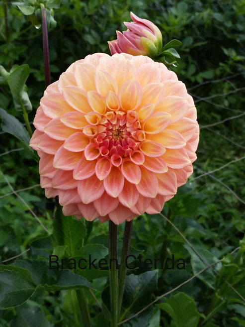Bracken Glenda