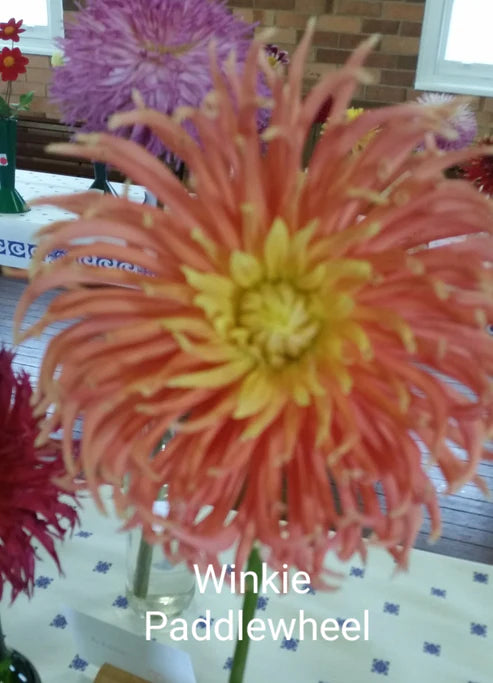 Winkie Paddlewheel