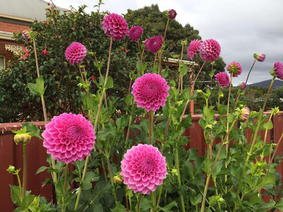 Bracken Rose (Aus version) - (Coming 2026)