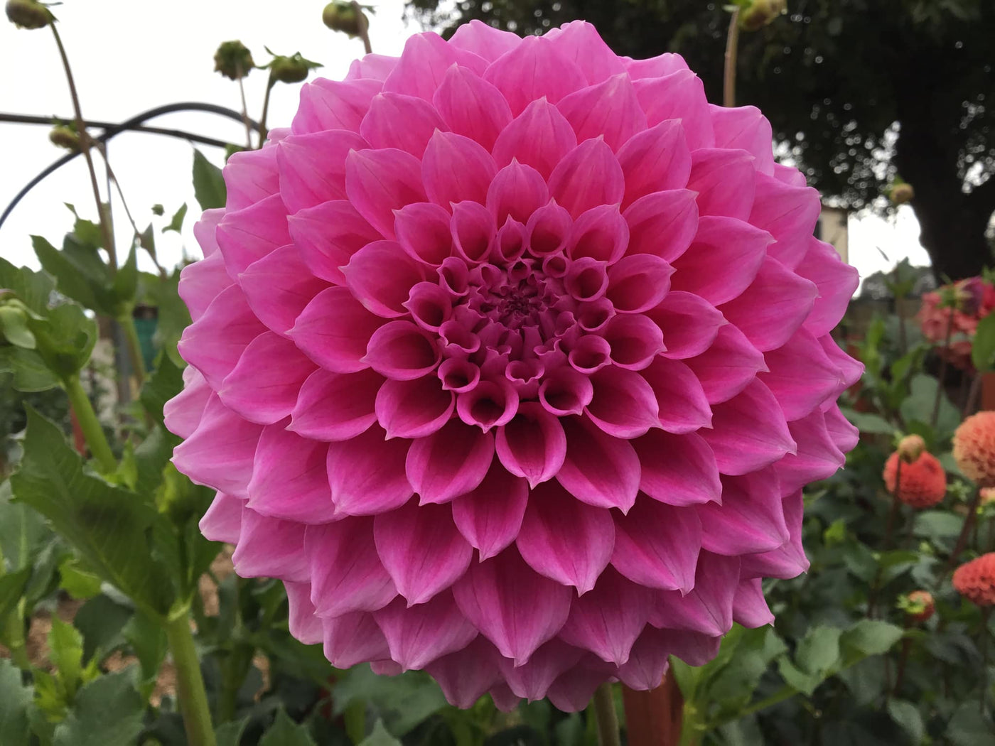 Bracken Rose (Aus version) - (Coming 2026)