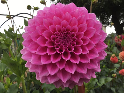 Bracken Rose (Aus version) - (Coming 2026)
