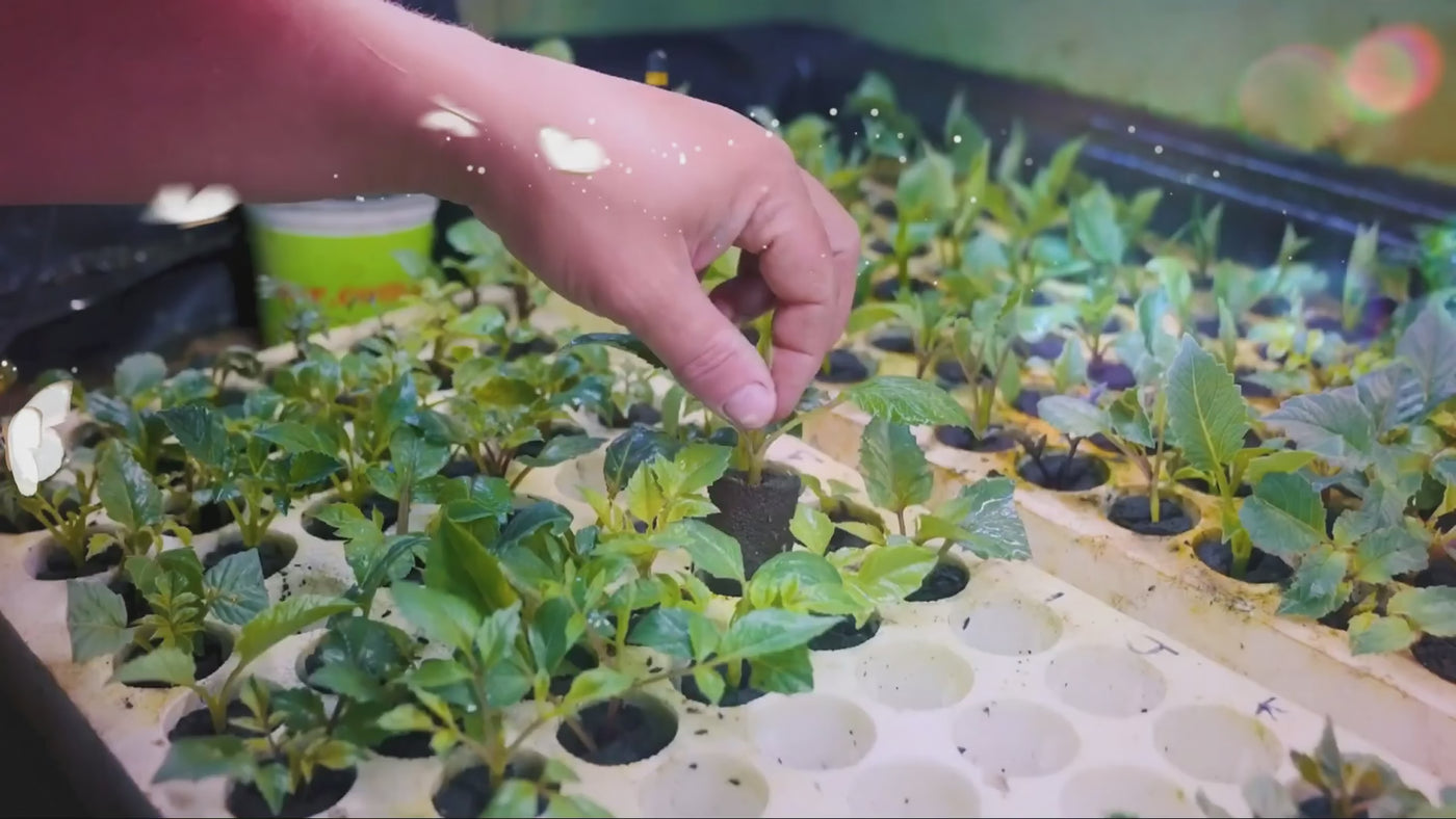🌿 The Olde Creamery Dahlia Cuttings Workshop - Special Introductory Offer!