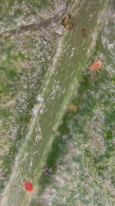 200X Clip-On Phone Microscope - Perfect for Pest Management!