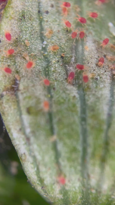 200X Clip-On Phone Microscope - Perfect for Pest Management!