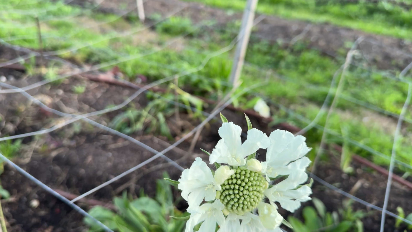 Scabiosa Fama White Perennial Flower  X 15 Seeds