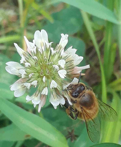 Our Pure Country Honey - From Katunga, VIC