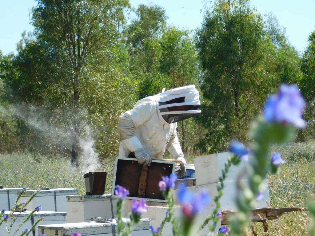 Our Pure Country Honey - From Katunga, VIC