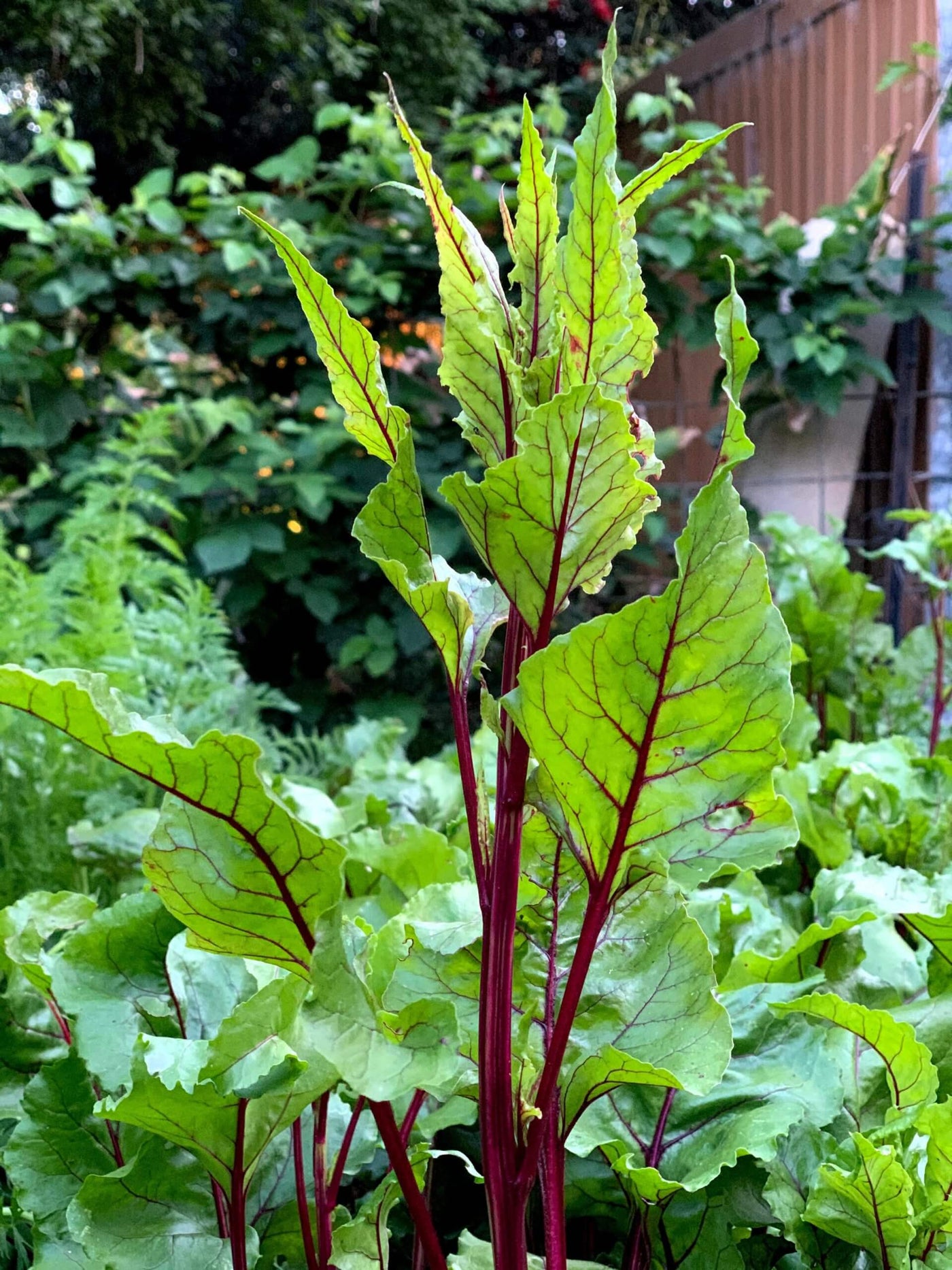 Beetroot Relish