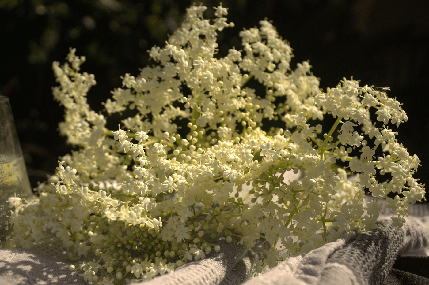 Elderflower Cordial