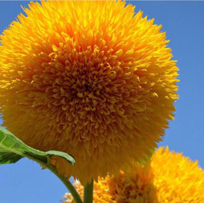 Sunflower - TeddyBear