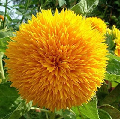 Sunflower - TeddyBear