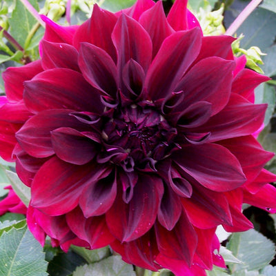 Beginners Garden - Dahlia Pack