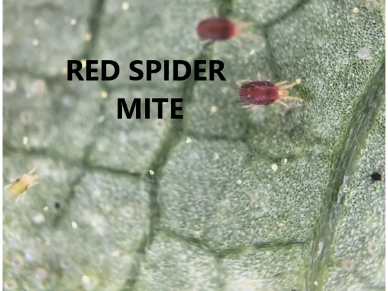 RED SPIDER MITES
